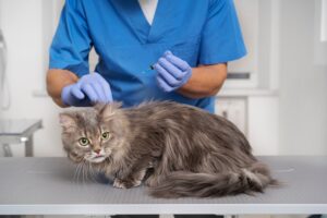 Cuida de la salud de tu gato con un calendario de vacunación apropiado